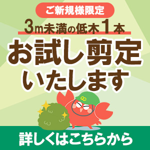 植木屋｜【ご新規様限定】1本お試し剪定実施中