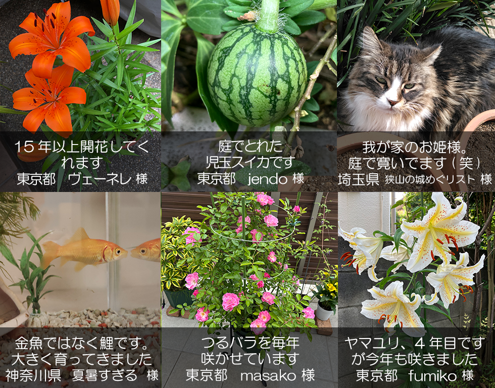 クイック・ガーデニング通信の編集裏話【2025-2026年冬号】見出し画像5