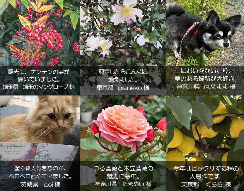 クイック・ガーデニング通信,クイック・ガーデニング通信の編集裏話見出し画像5