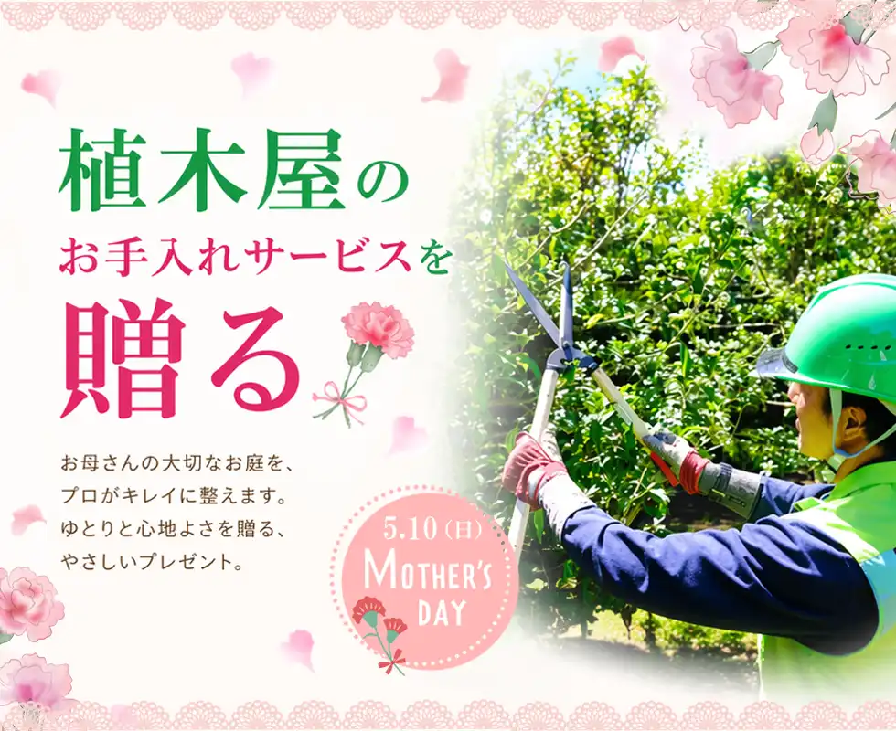 母の日,ギフト,珍しい,大事な人への贈り物。『 植木屋 』をプレゼントしませんか？