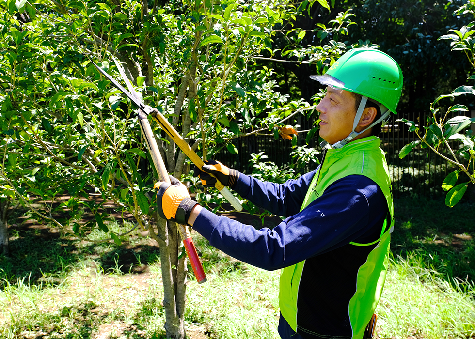 越境してきた隣地の木の枝の切除は専門業者に任せたほうがいい？依頼するメリット