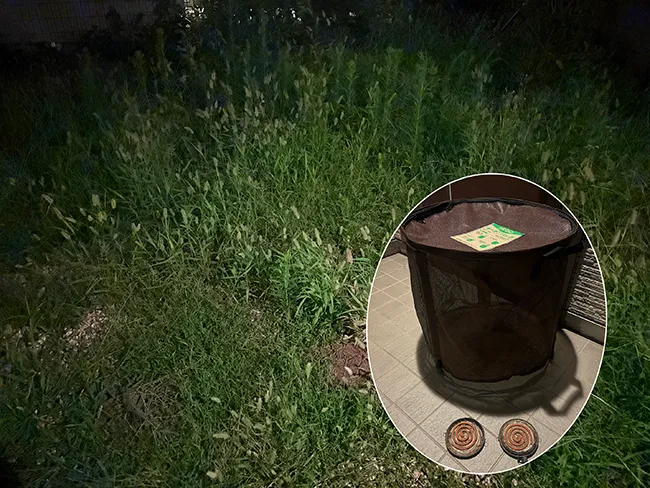 夜の草むしり