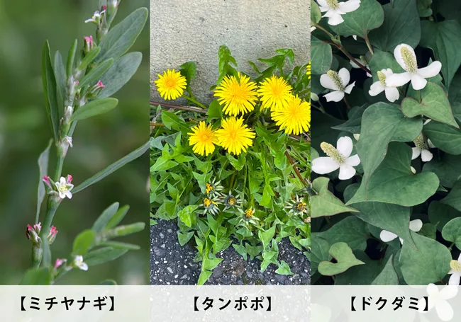 岩槻先生が好きな植物