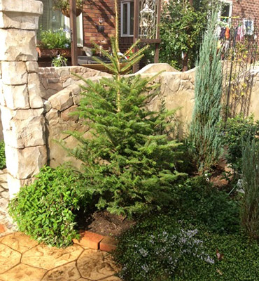 植栽・移植きAfter