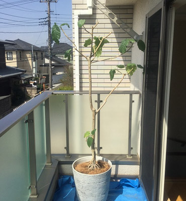 植木鉢の植替え 植木屋革命のクイック ガーデニング 植木鉢の植替え 植木屋革命のクイック ガーデニング