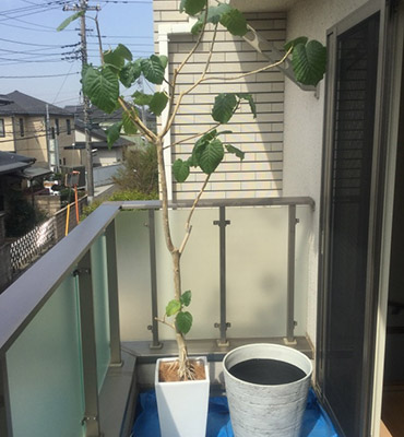 植木鉢の植替え 植木屋革命のクイック ガーデニング 植木鉢の植替え 植木屋革命のクイック ガーデニング