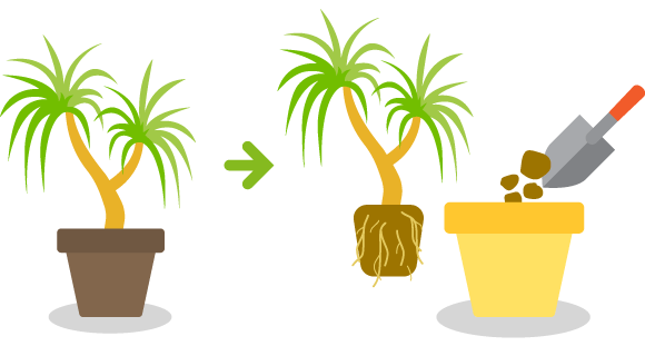 植木鉢の植替え 植木屋革命のクイック ガーデニング 植木鉢の植替え 植木屋革命のクイック ガーデニング