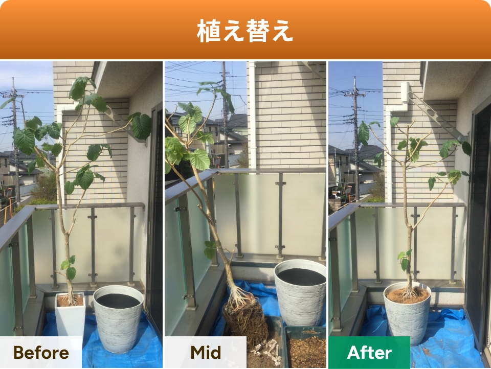 植え替え