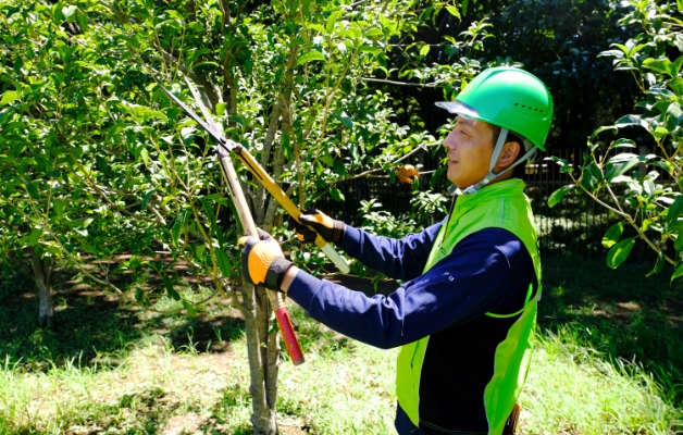 庭木のお手入れ（剪定）