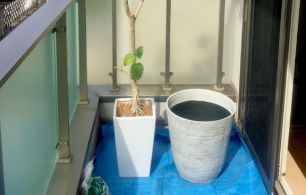 植木鉢の植替え