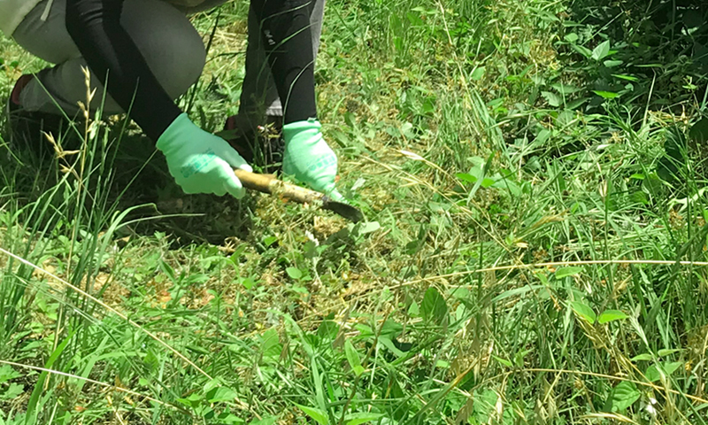 除草,草取り,草取りだけでもいいんです